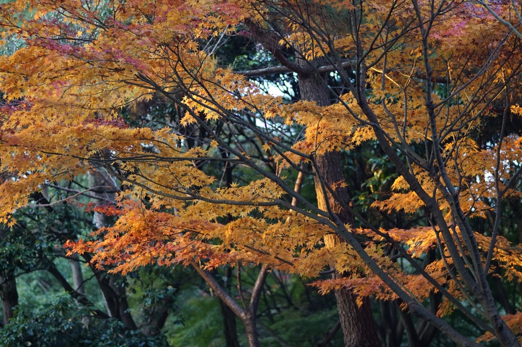 紅葉