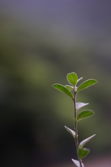 花咲く時を待つ