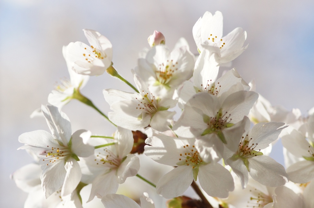 sakura