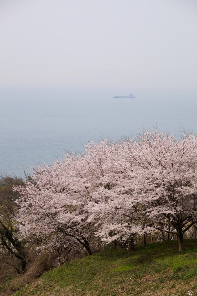 桜、瀬戸内海を背景に。