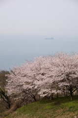 桜、瀬戸内海を背景に。