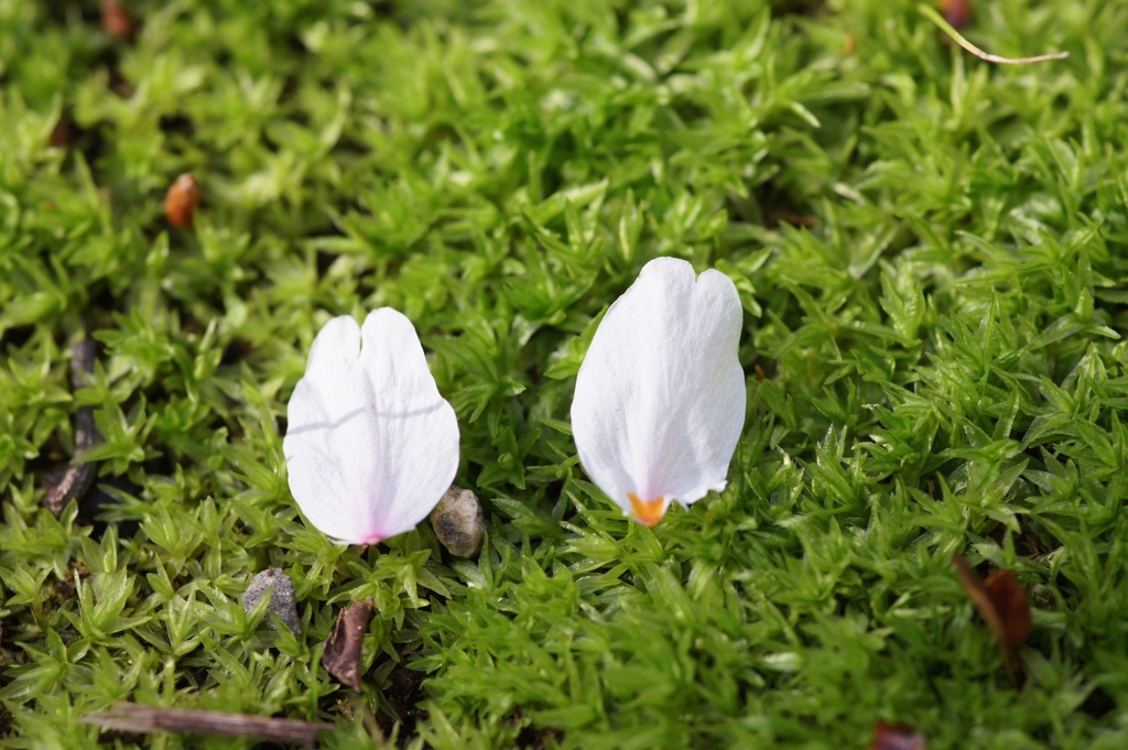 花びらのカップル