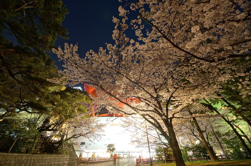 小倉城夜桜