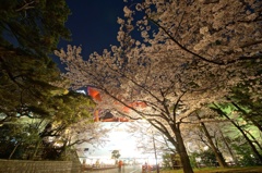 小倉城夜桜