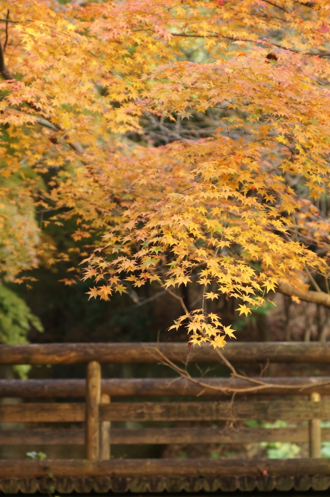 紅葉