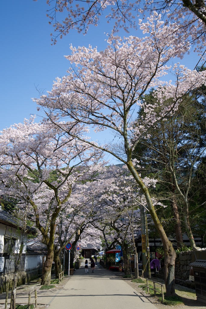 桜並木
