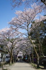桜並木