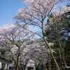 桜並木