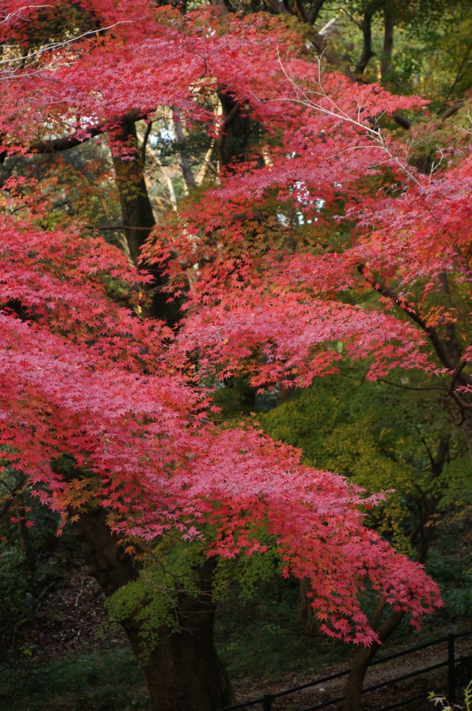 紅葉