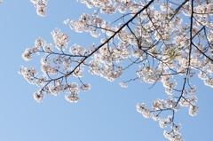 sakura