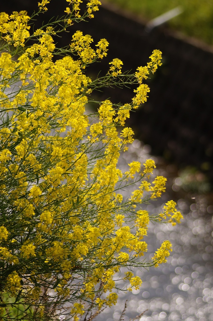 水辺の菜の花