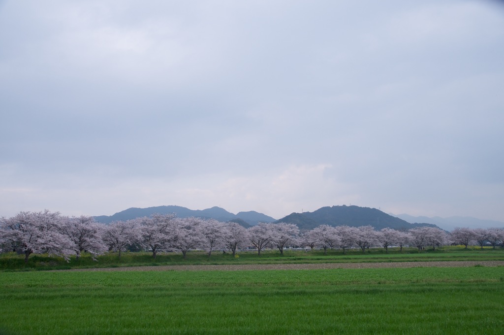 桜並木
