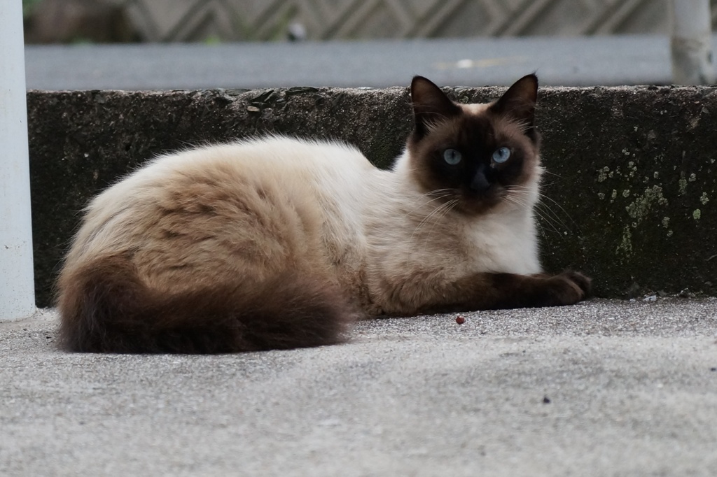 気高い猫