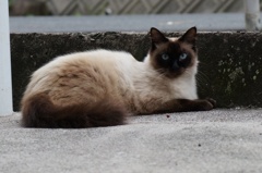 気高い猫