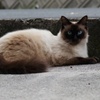 気高い猫