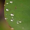 蓮の葉の撥水力