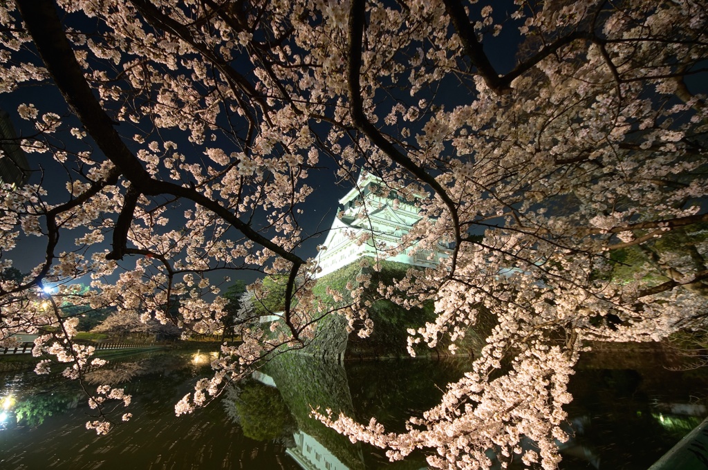 小倉城夜桜