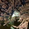 小倉城夜桜