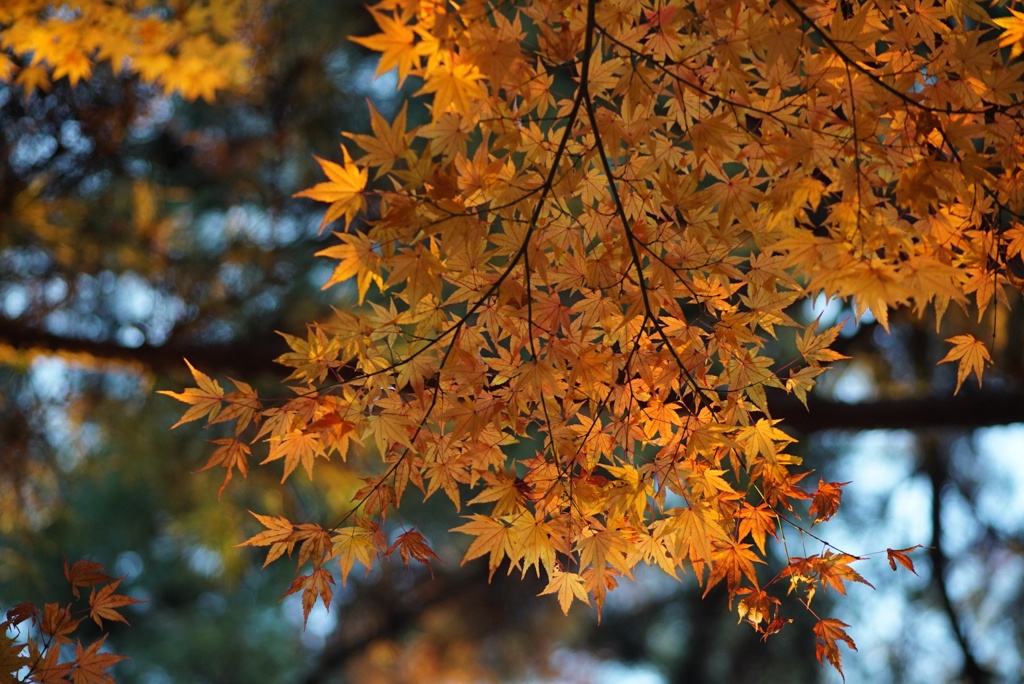 紅葉
