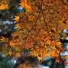 紅葉