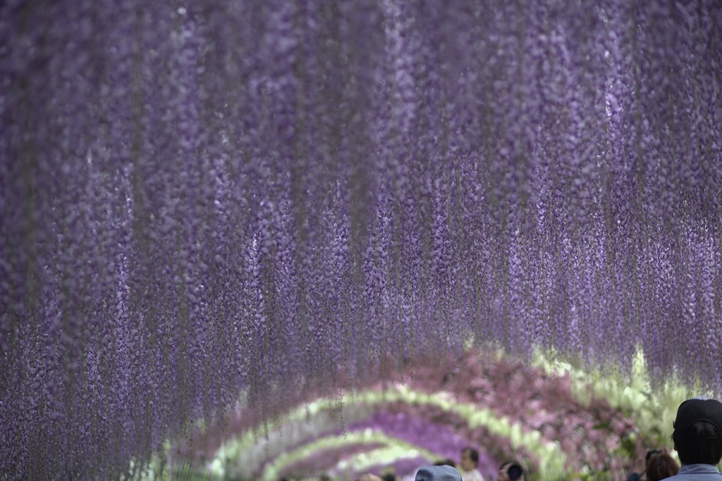 河内藤園