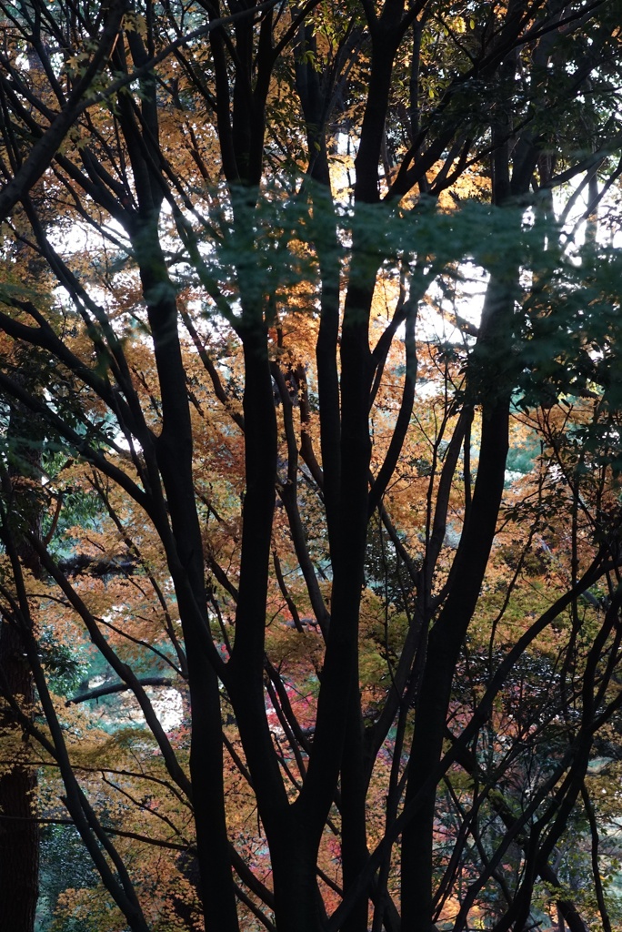 紅葉