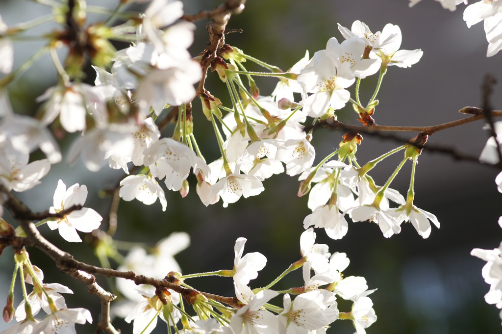 sakura