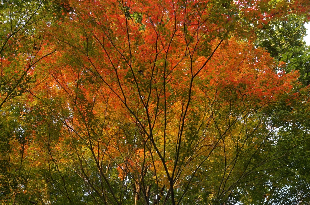 紅葉