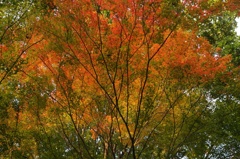 紅葉