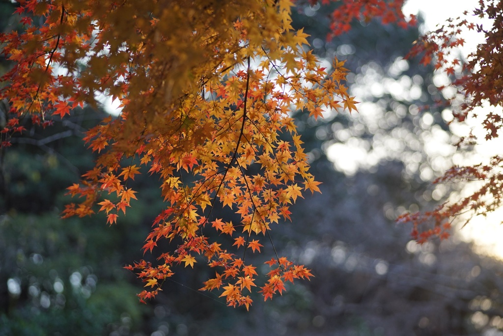 紅葉