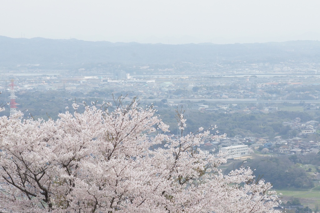sakura