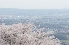 sakura