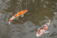 鯉