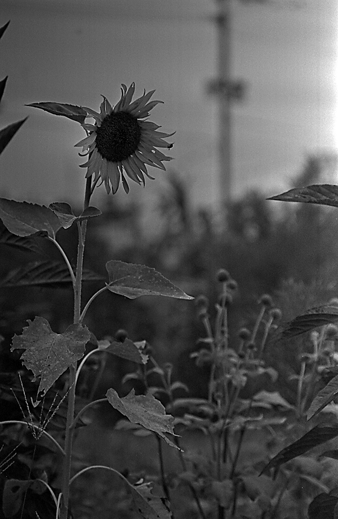 SANPO008_S