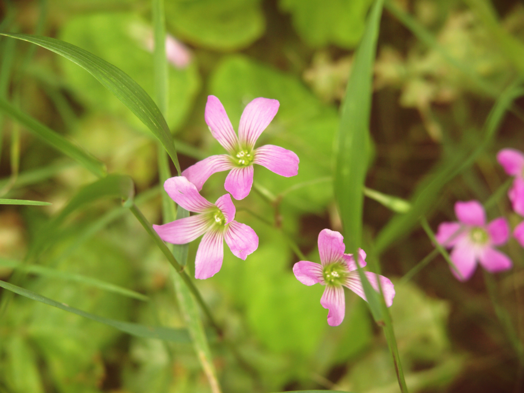 道ばたの花