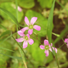 道ばたの花