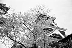 熊本城の桜モノクロ３