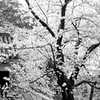 熊本城の桜モノクロ２