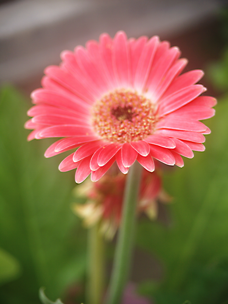 ガーベラの花、長女が大好きな花です！