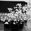 熊本城の桜モノクロ１