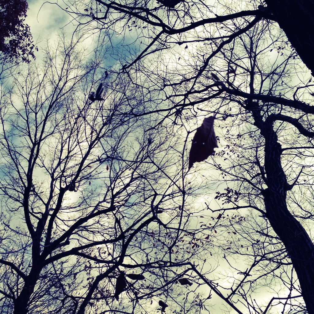 冬の空