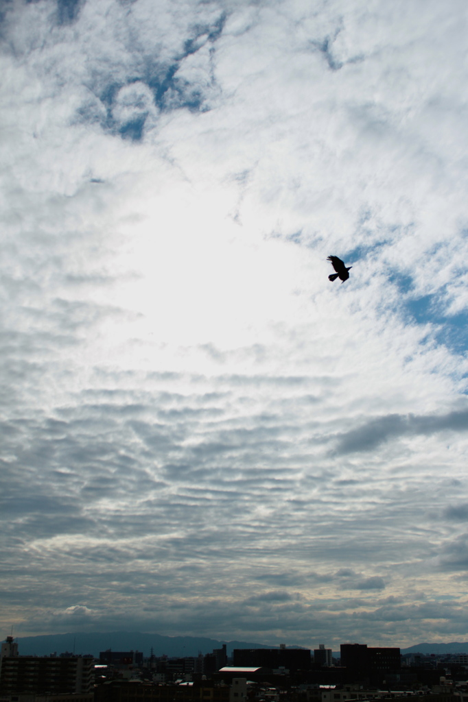 空と鳥