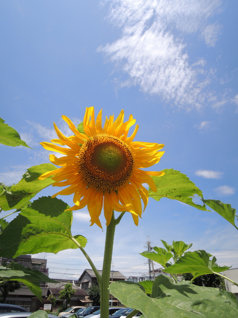 夏真っ盛り