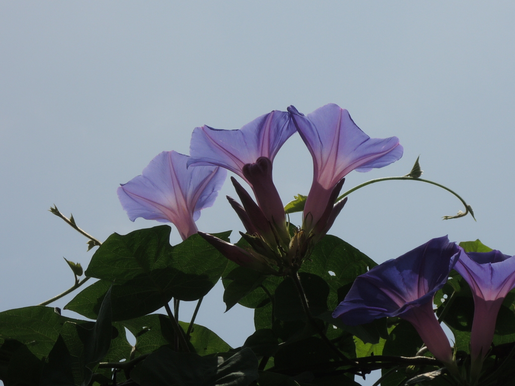 朝顔