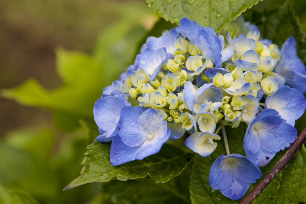 紫陽花