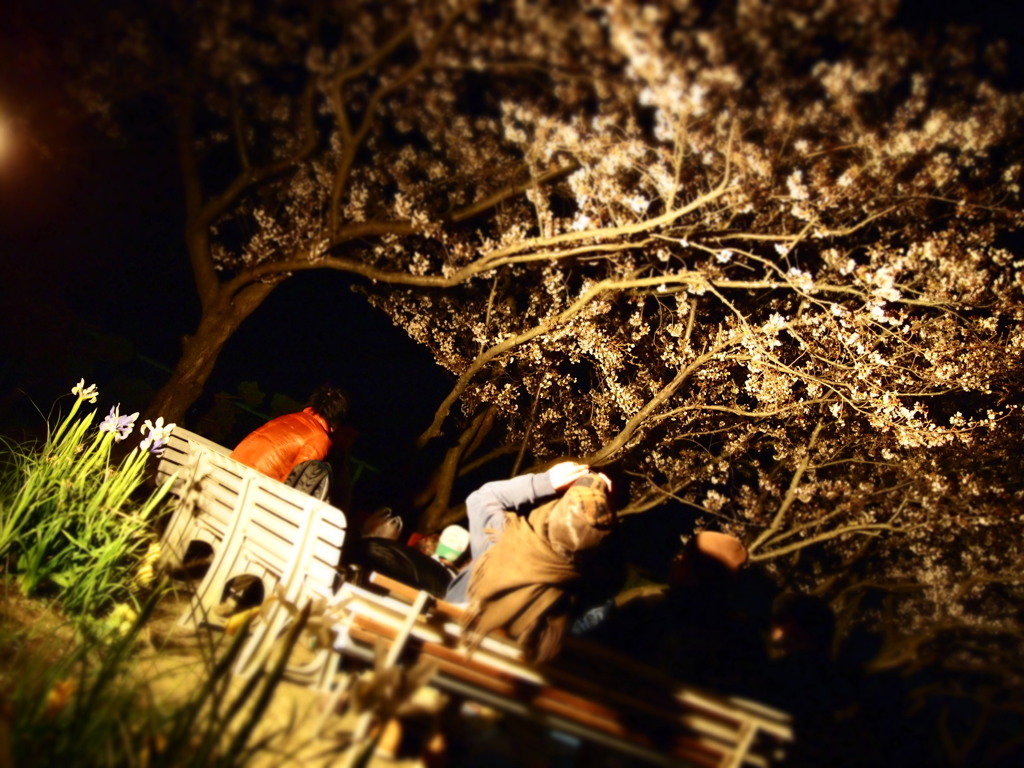 夜のお花見