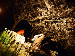 夜のお花見