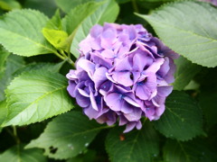 紫陽花