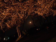 夜桜と月