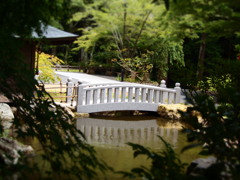 木陰からみる小さな橋